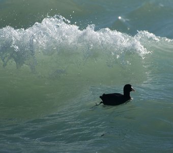 В синем море в белой пене