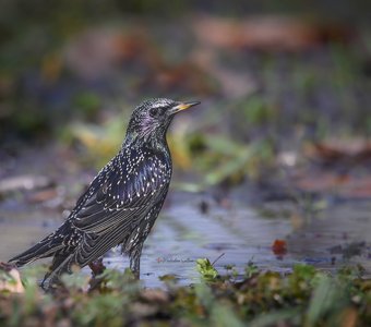 Скоро весна