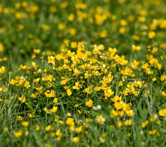 Живописный луг с куриной слепотой