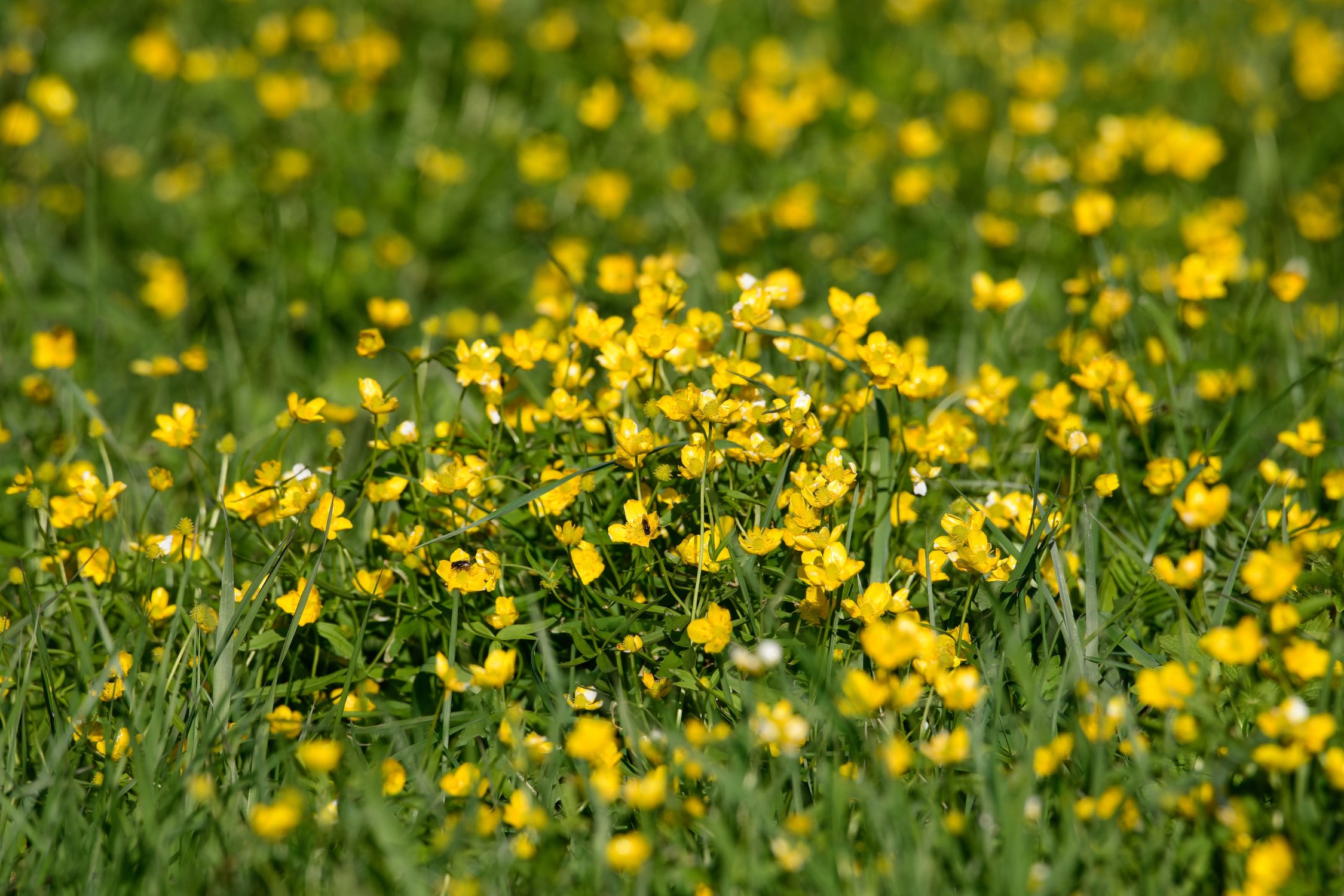Живописный луг с куриной слепотой