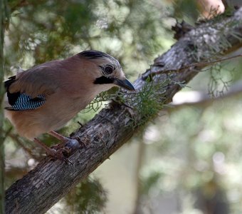 Любительница жёлудей