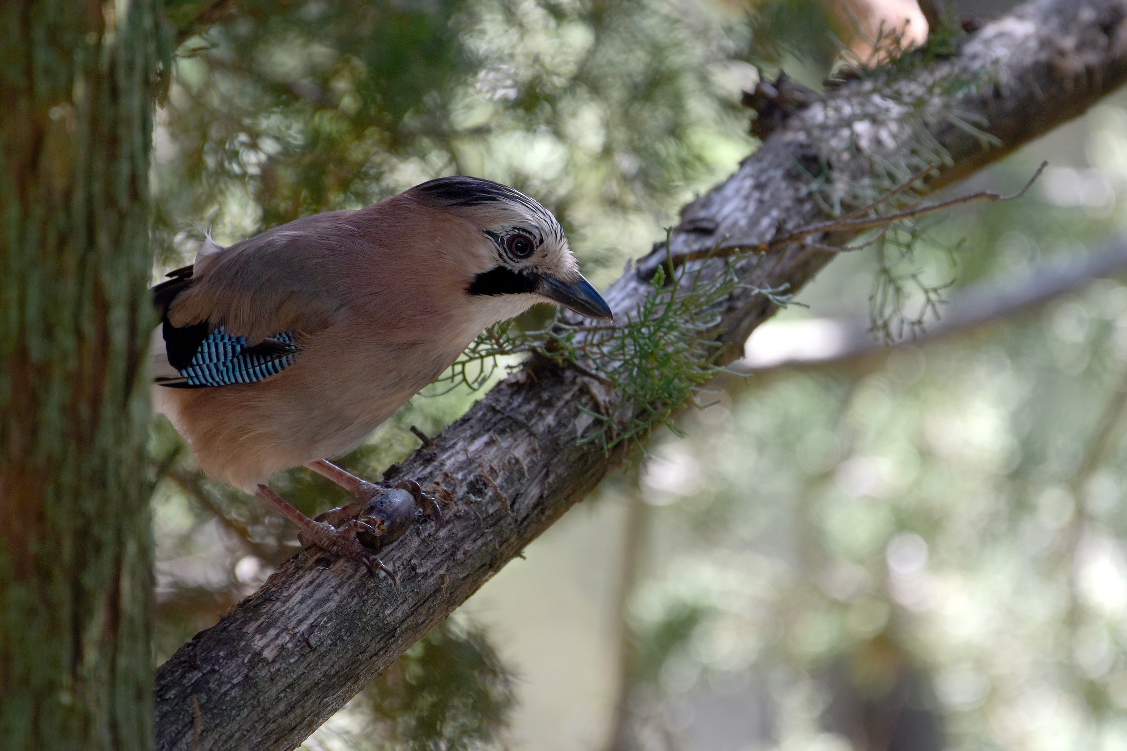 Любительница жёлудей