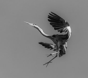 Танец птеродактиля