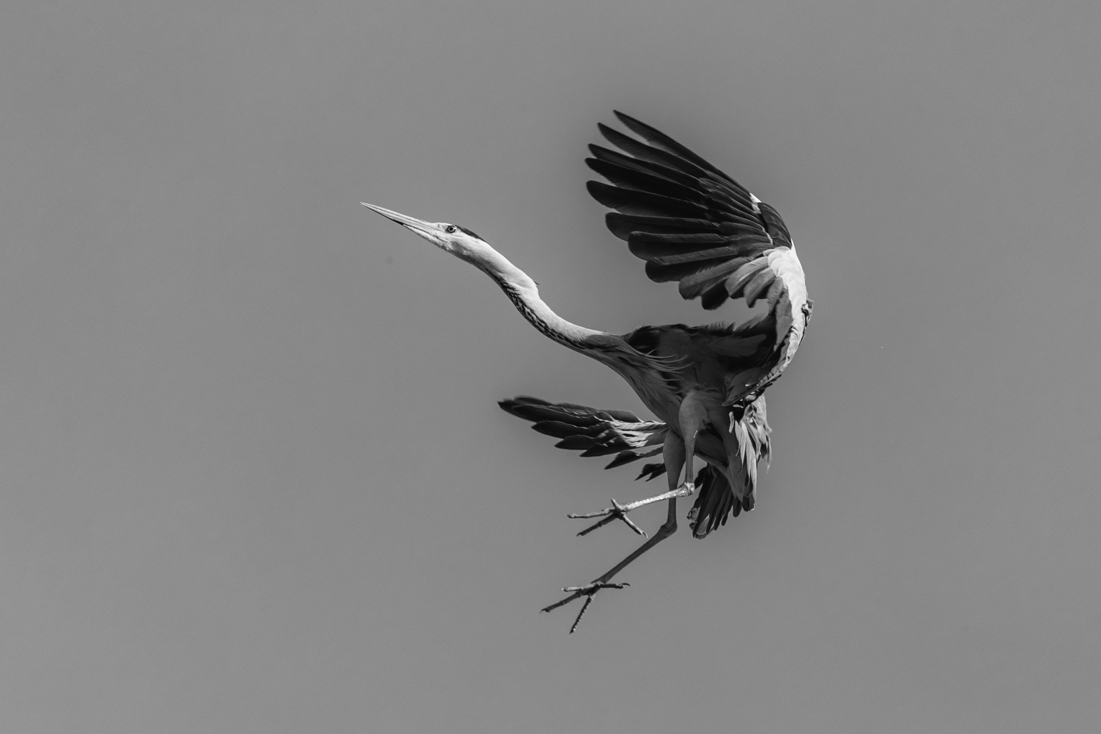 Танец птеродактиля