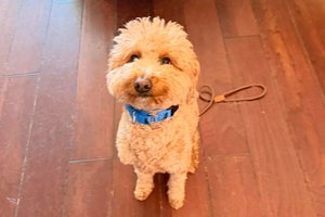 Женщина бросила собаку в аэропорту — ее арестовали