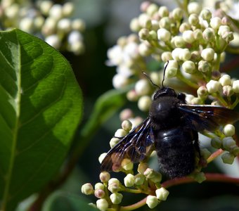 Пчела в шубе