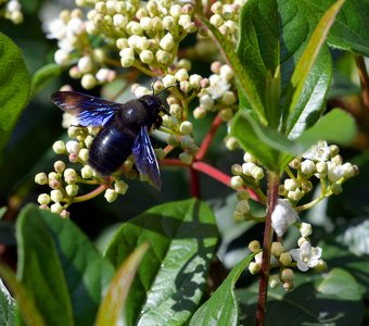 Пчела счастья
