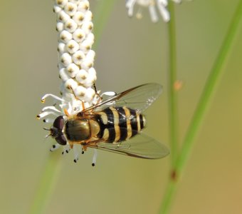 Я уж как нибудь