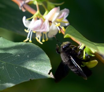 Рыльце в пыльце