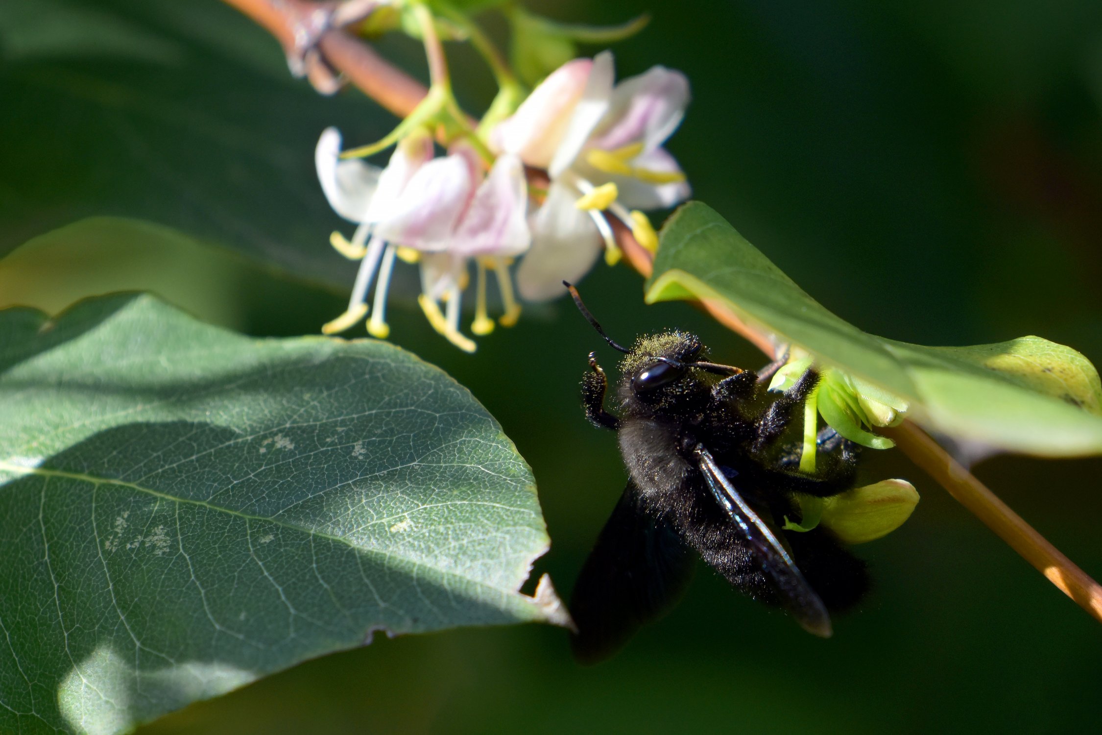 Рыльце в пыльце