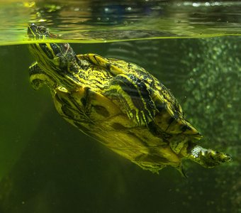 Красноухая черепаха