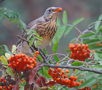 Дрозд рябинник