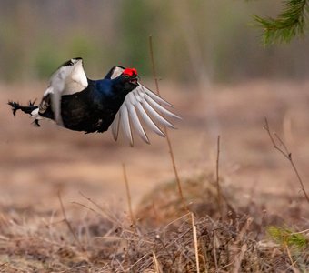 Тетерев на току