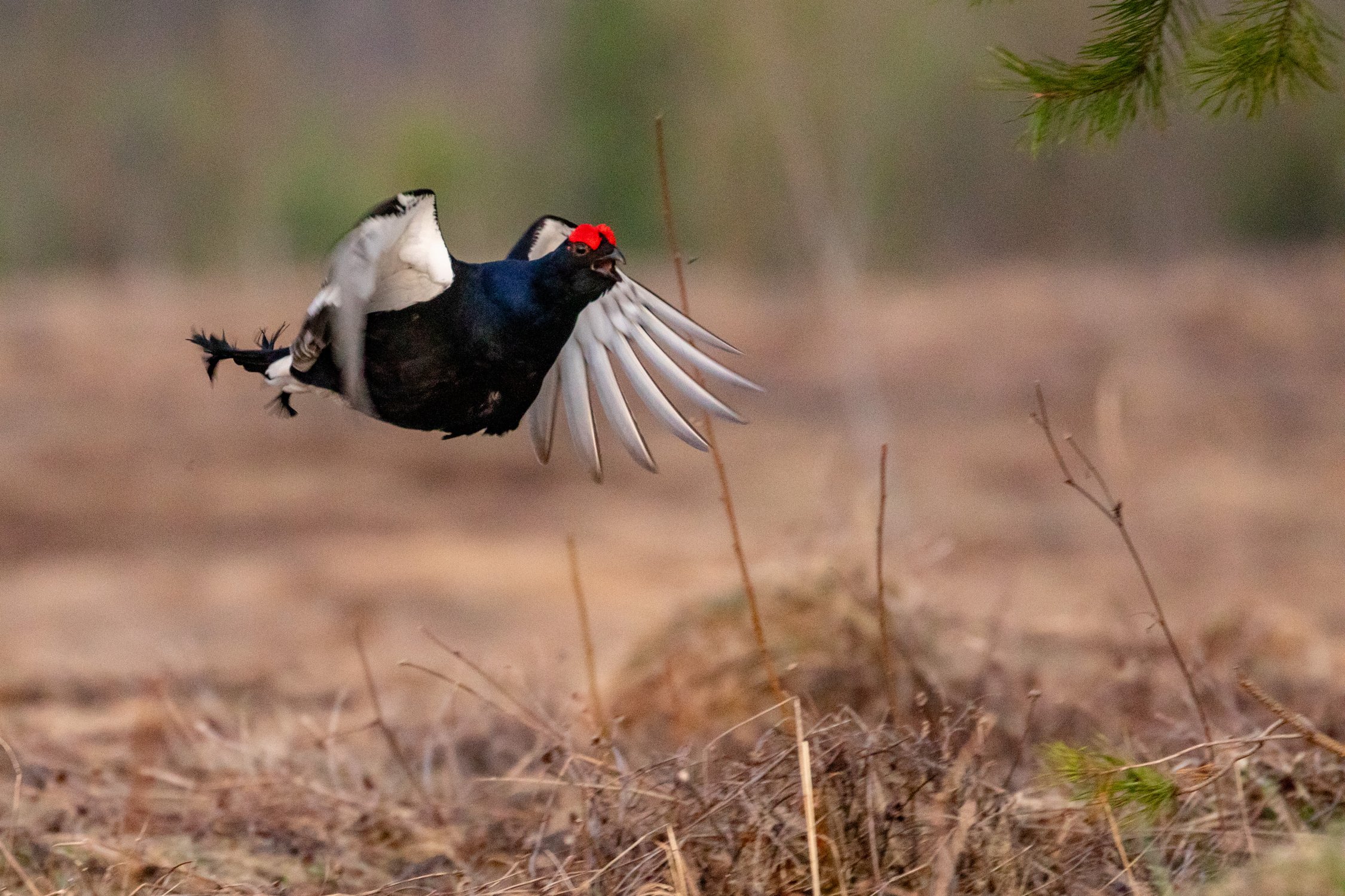 Тетерев на току