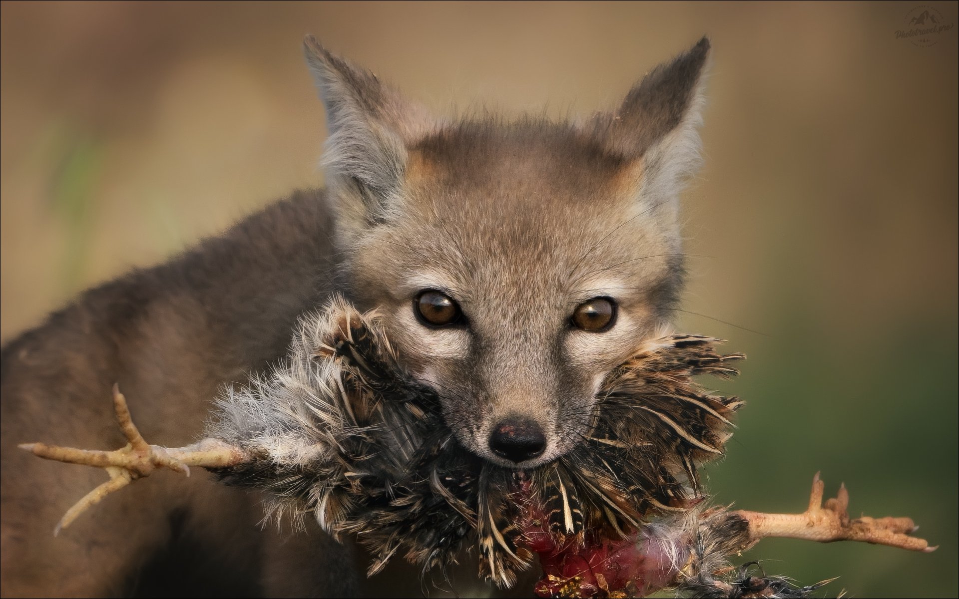 Страсти-мордасти