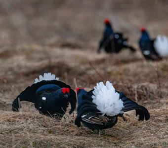 Тетеревиный ток