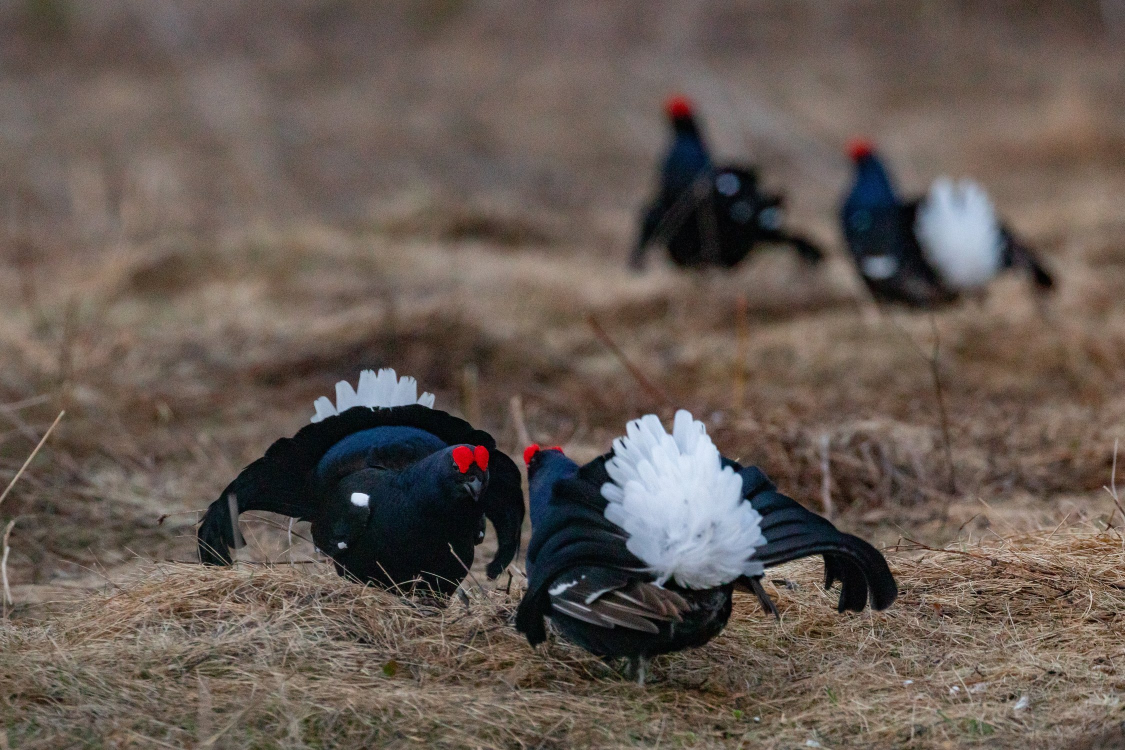 Тетеревиный ток