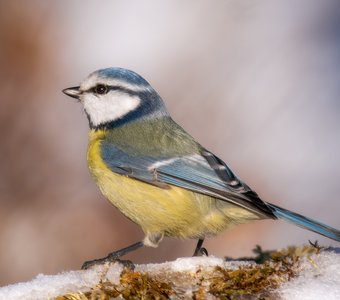 Красотка лазоревка!