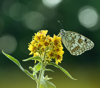 Меланаргия на рассвете