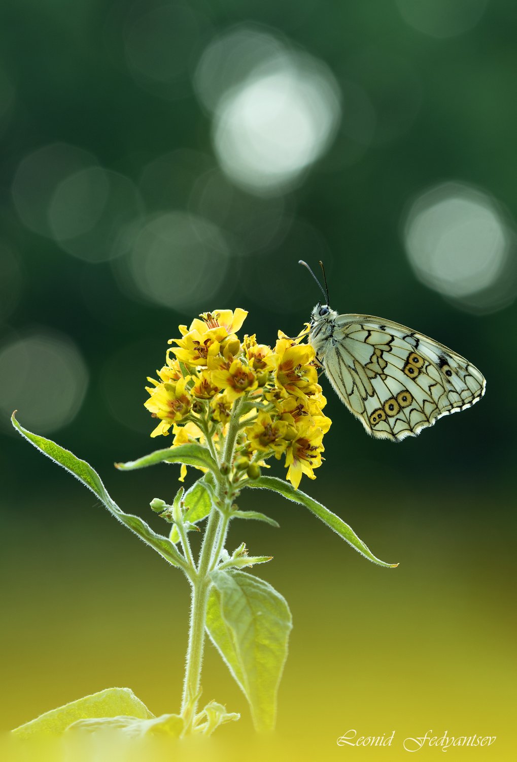 Меланаргия на рассвете