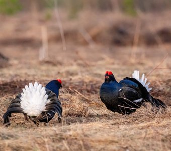 Тетеревиный ток