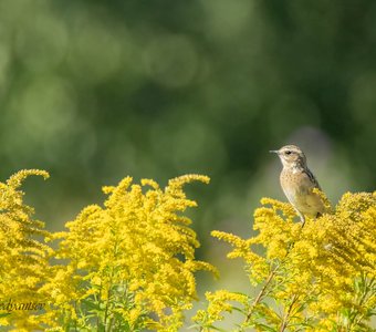 Чекан и Золотарник