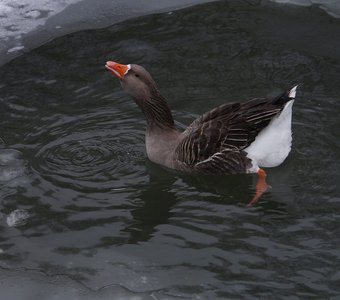 Входные процедуры