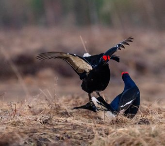 Тетеревиный ток