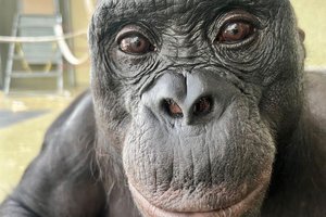 Ученые поиграли с обезьяной в «воображаемое чаепитие»