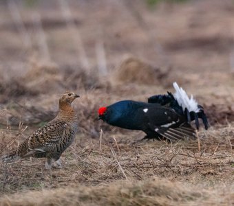 Тетеревиный ток