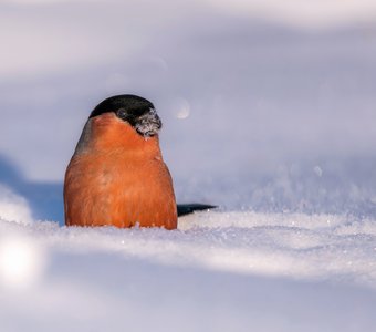 Яркий символ зимы!