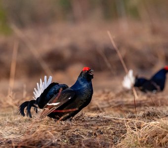 Тетеревиный ток