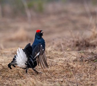 Тетеревиный ток