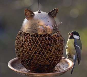 Вкусный котик