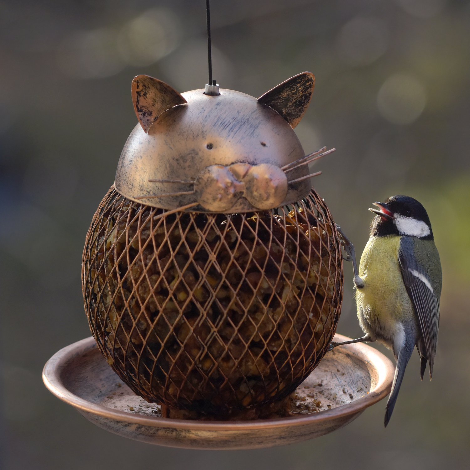 Вкусный котик