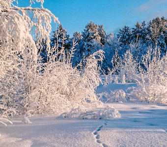 В зимнем царстве