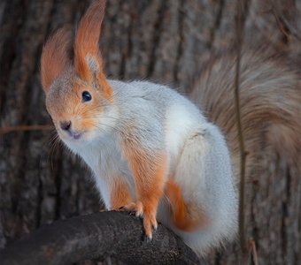 Кикстартер