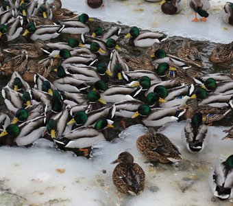 Лежбище уток