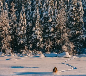 В зимнем царстве