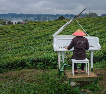 Концерт для фортепьяно с оркестром, или Про белый рояль в кустах