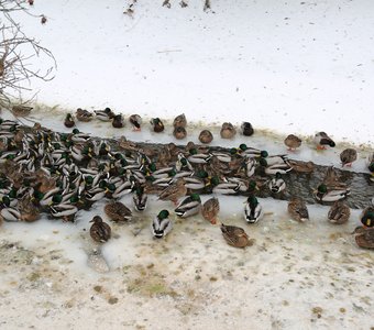 Лежбище уток на канале