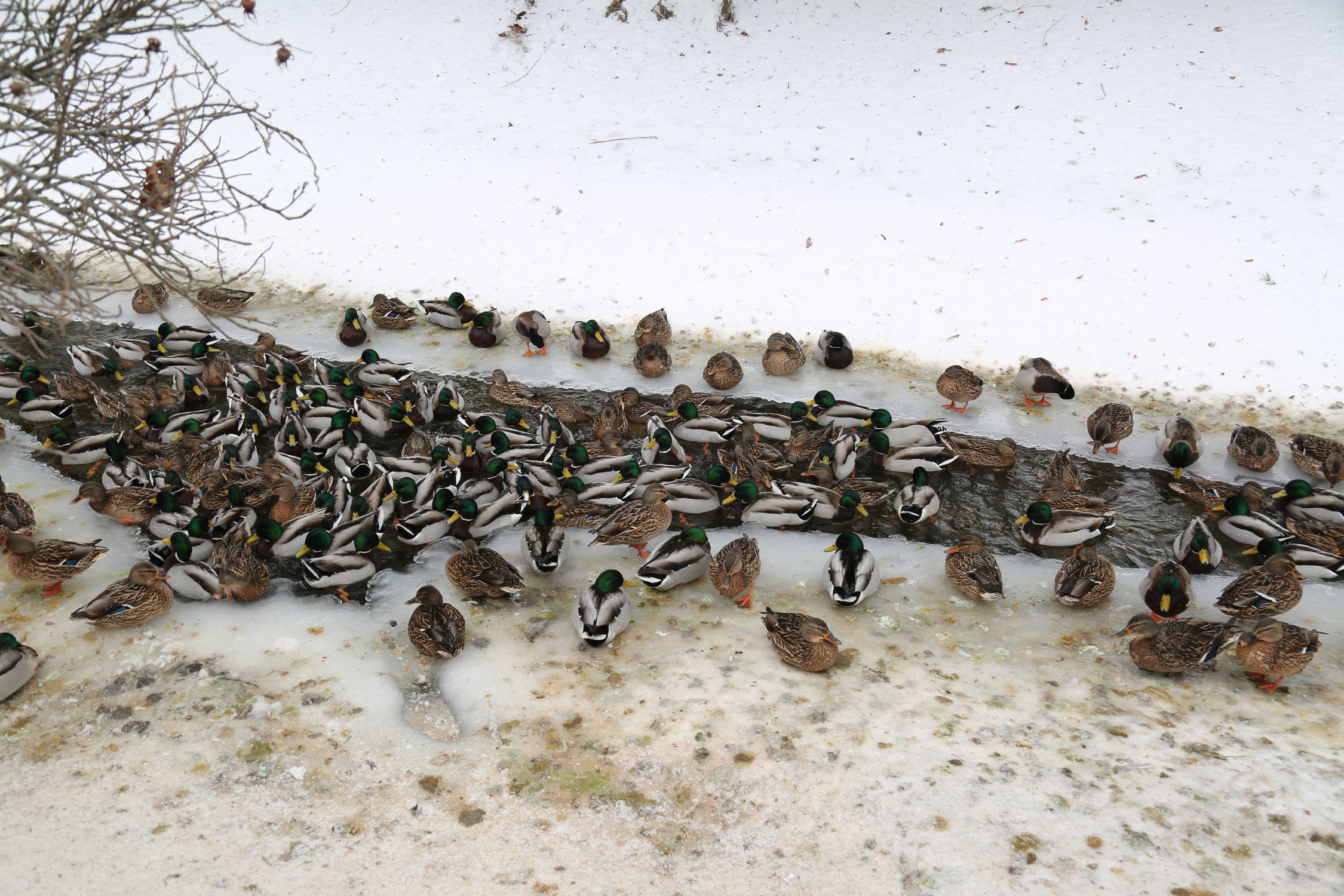 Лежбище уток на канале