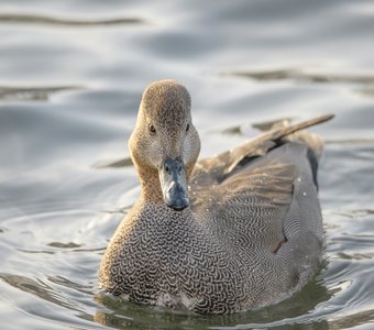 Ах, этот томный взгляд!