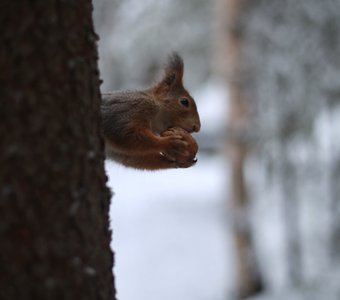 Ты не ты, когда голоден