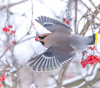 Свиристель и ягодка калины