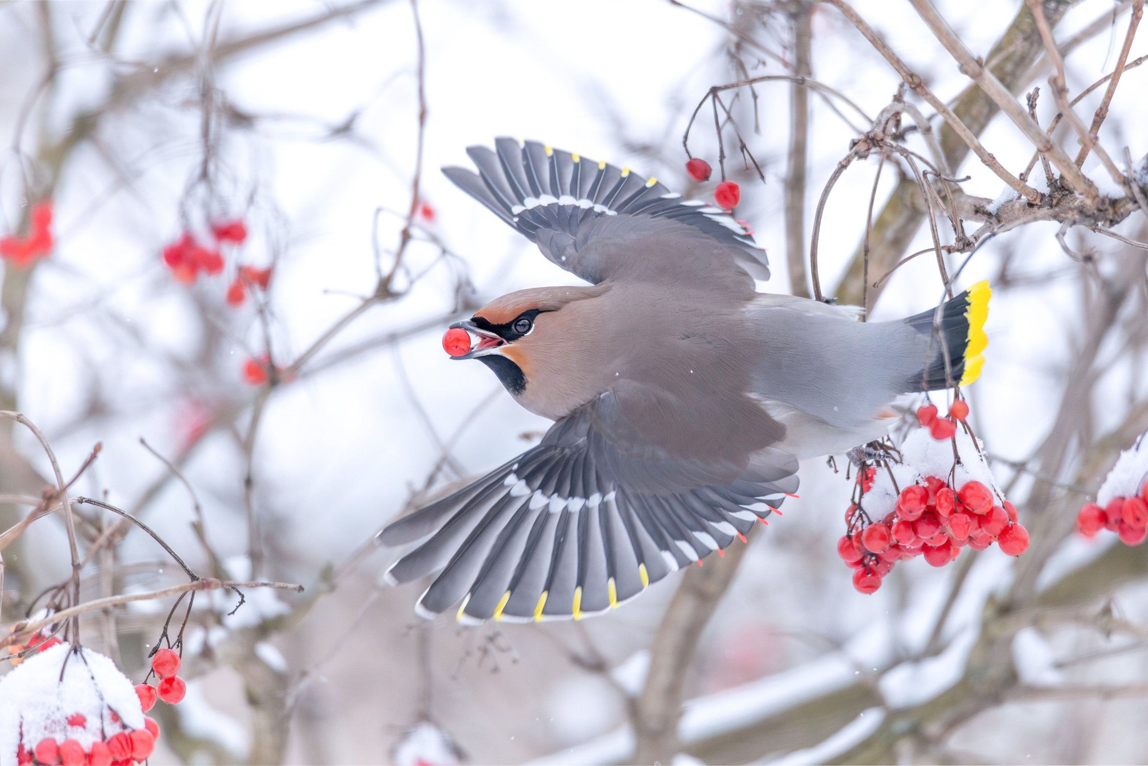 Свиристель и ягодка калины