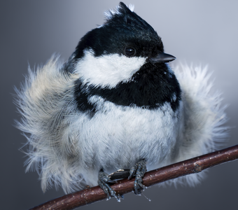 Московка (Periparus ater)