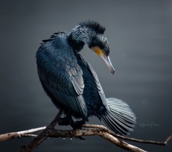 Большой баклан / Great Cormorant
