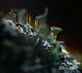 Оранжерея духовых инструментов