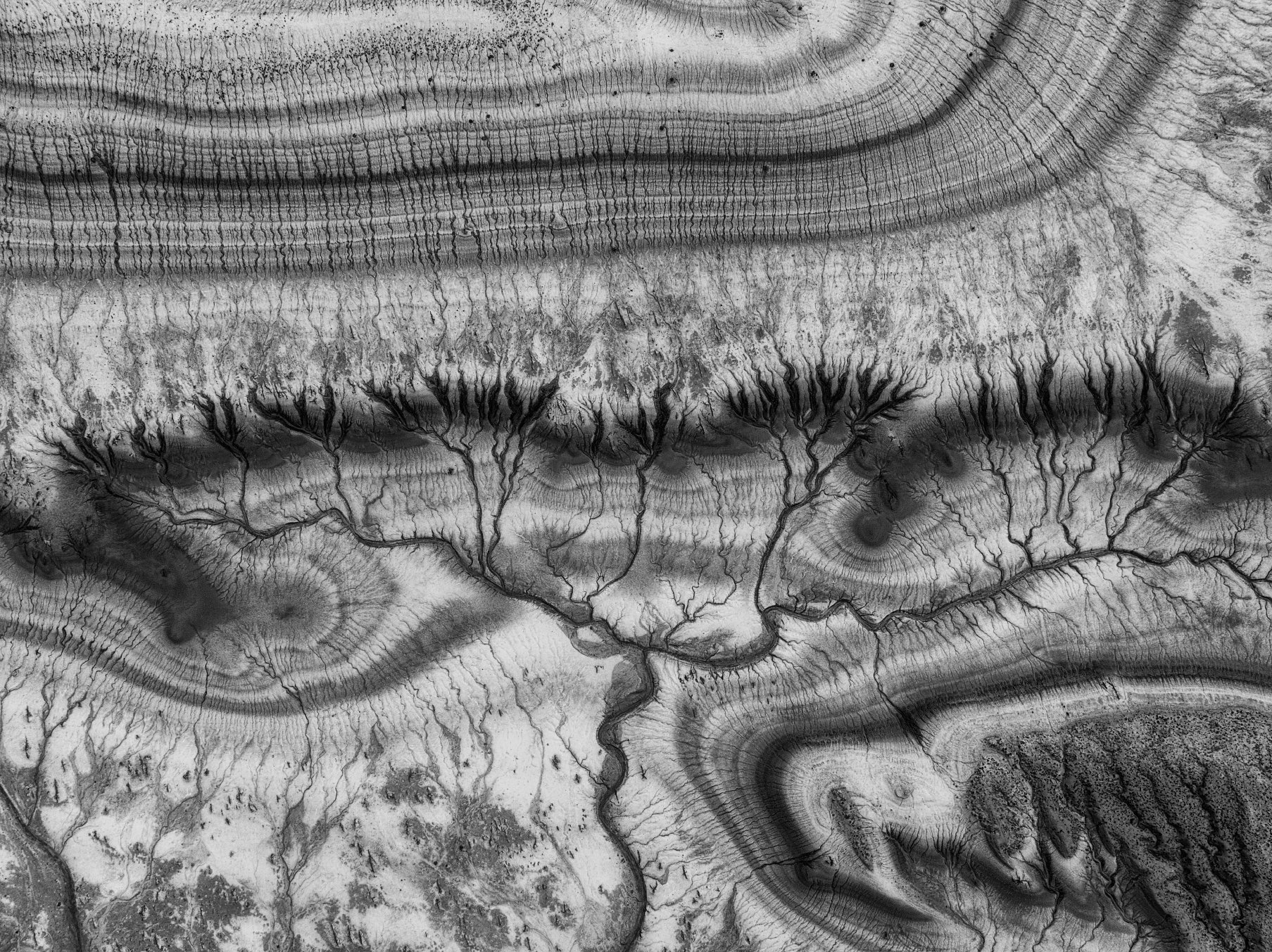 Древо жизни ч/б